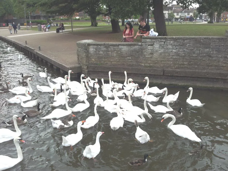 Large group of swans on the water beside a park path with people watching