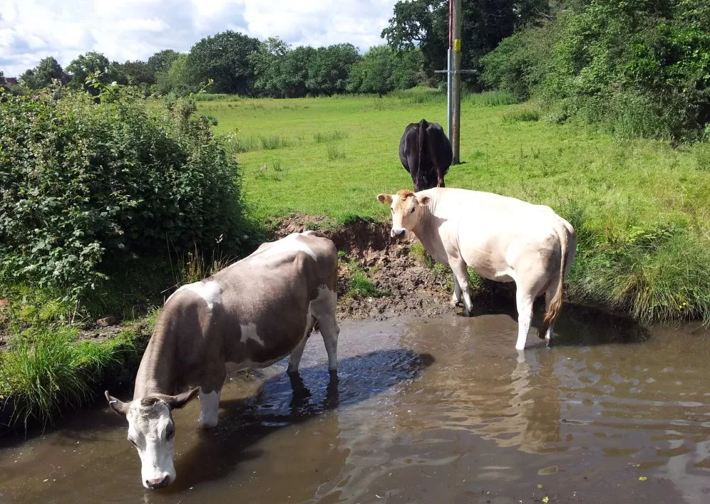 Two cows drinking at the water's edge on a grassy canal bank