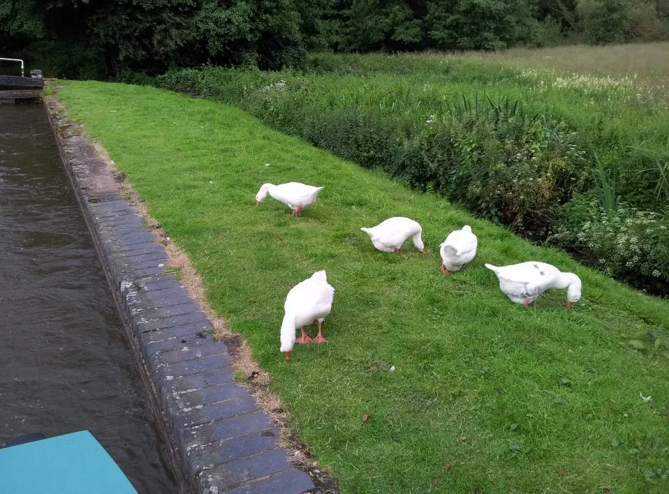 Geese grazing on the grass beside a lock with the canal below