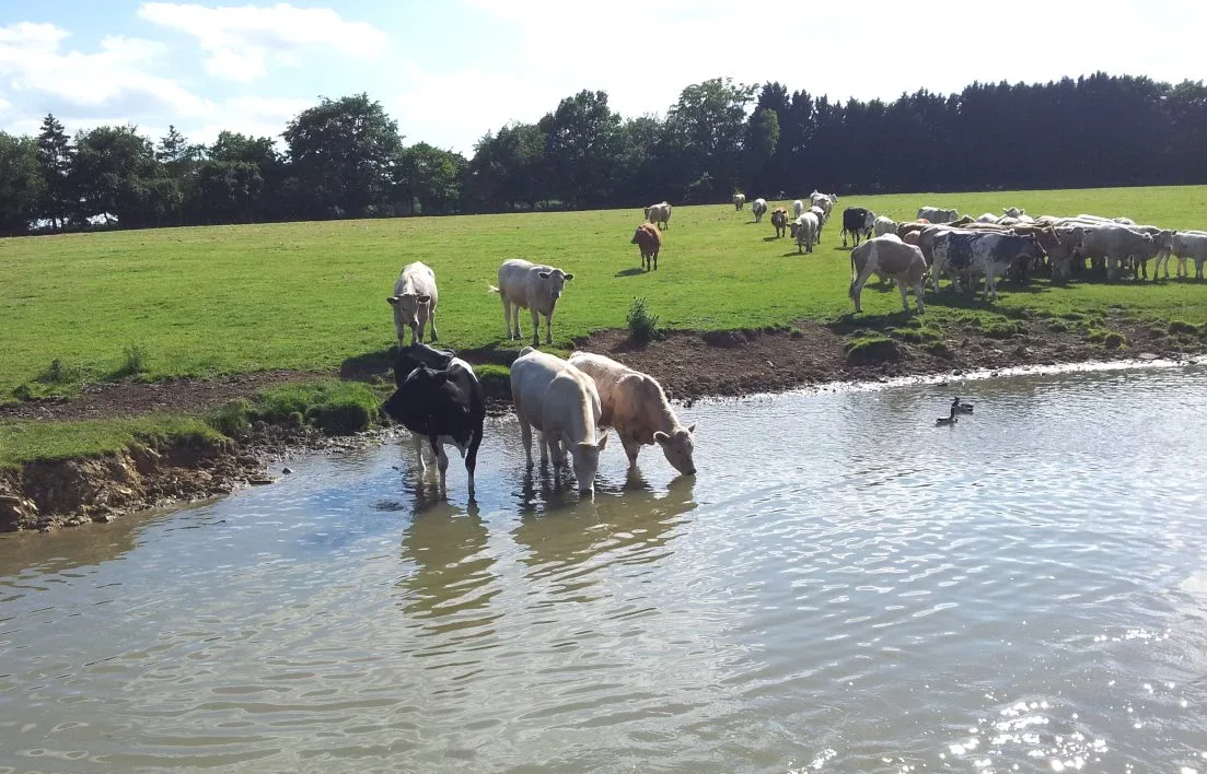 Cattle standing at the water's edge in a field beside the canal