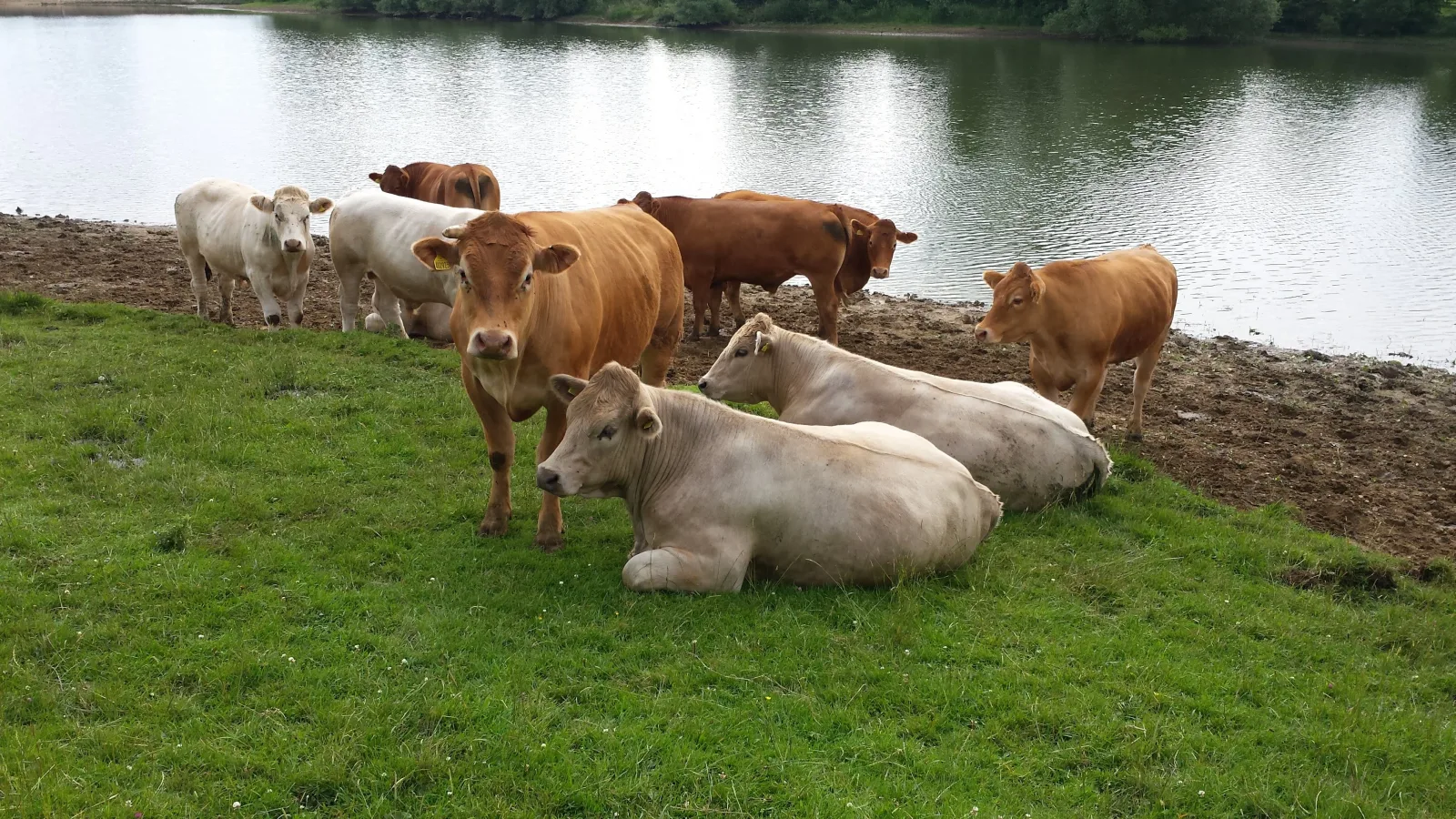 Cattle resting and grazing on the grass bank beside the water