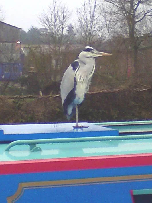 Grey heron standing on the roof of a moored narrowboat