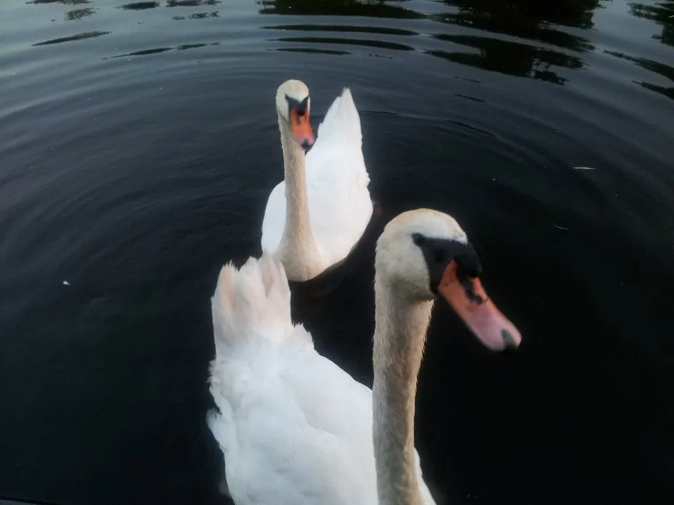 Pair of mute swans swimming together on dark canal water