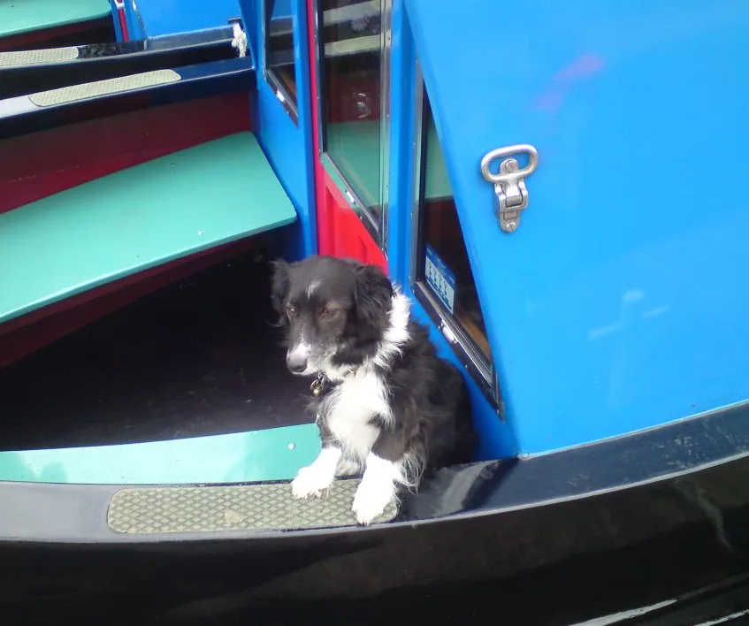 Black and white dog standing on the stern deck of a blue narrowboat
