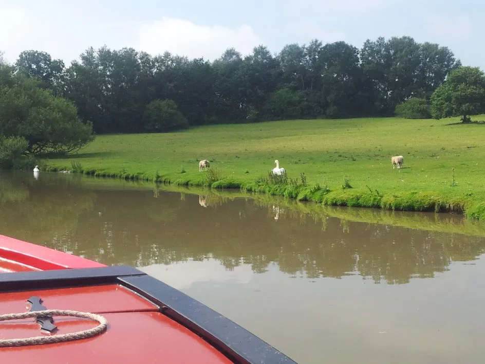View over the bow of a narrowboat across the water to a green meadow with white birds on the bank