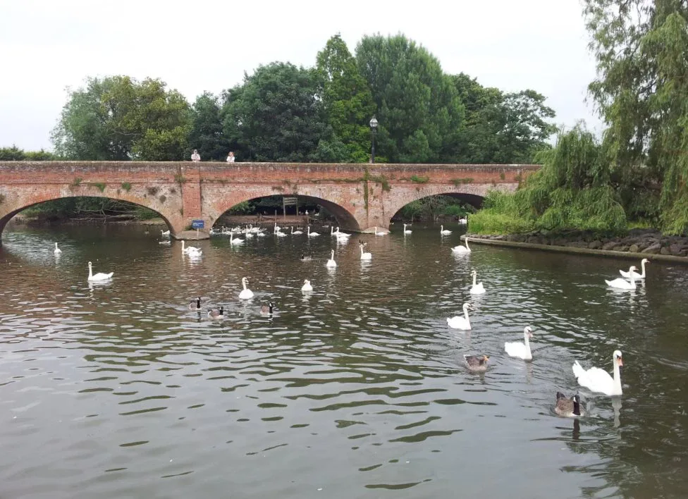 Swans on the water in front of a stone road bridge with trees on the far bank