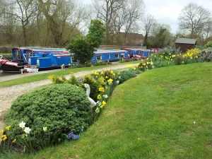 The Wyvern boatyard in spring with daffodils on the bank and narrowboats moored alongside
