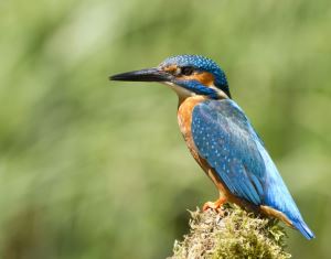 A Kingfisher, a regular sight on England's canals