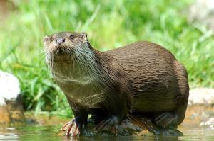 An otter, occasionally spotted on the canal bank