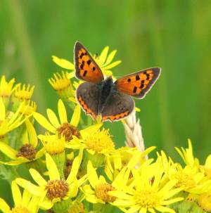 Small Copper Butterfly, as found on the UK's waterways