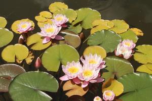 Water Lillies are often found on the UK's waterways